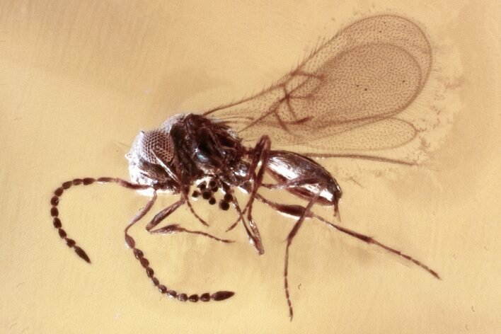 Fossil Parasitoid Wasp (Scelionidae) in Baltic Amber #343277